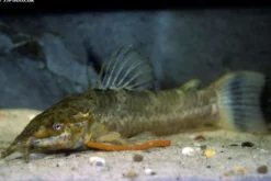 Schwielenwels, Megalechis picta