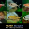 Südamerikanischer Salmler-Mix