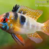 Südamerikanischer Schmetterlingsbuntbarsch XL, Mikrogeophagus ramirezi