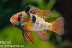 Südamerikanischer Schmetterlingsbuntbarsch XL, Mikrogeophagus ramirezi