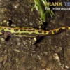 Südiberischer Rippenmolch, Triturus pygmaeus