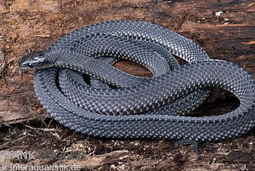 Südliche Feilennatter, Mehelya capensis