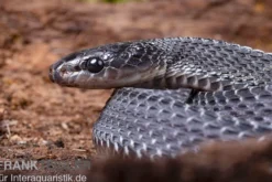 Südliche Feilennatter, Mehelya capensis