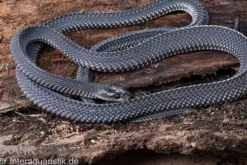 Südliche Feilennatter, Mehelya capensis