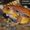 Südlicher Tomatenfrosch, Dyscophus guineti