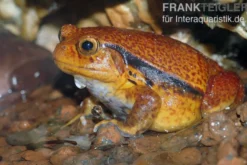 Südlicher Tomatenfrosch, Dyscophus guineti