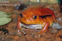 Südlicher Tomatenfrosch, Dyscophus guineti