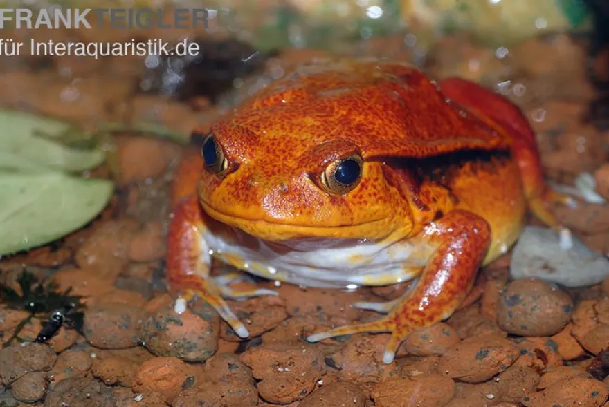 Südlicher Tomatenfrosch, Dyscophus guineti