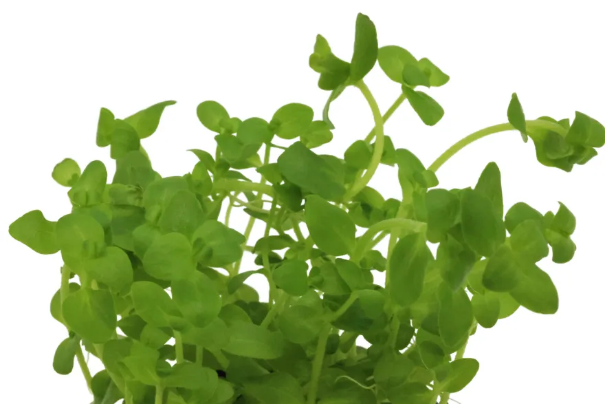 Südliches Fettblatt, Bacopa australis, im Topf