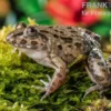 Südostasiatischer Reisfrosch, Fejervarya limnocharis