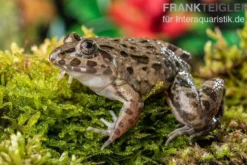 Südostasiatischer Reisfrosch, Fejervarya limnocharis