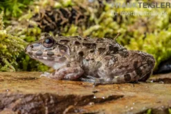 Südostasiatischer Reisfrosch, Fejervarya limnocharis