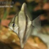 Sebae-Flossenblatt, Monodactylus sebae, 4-5 cm