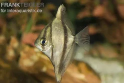Sebae-Flossenblatt, Monodactylus sebae, 4-5 cm