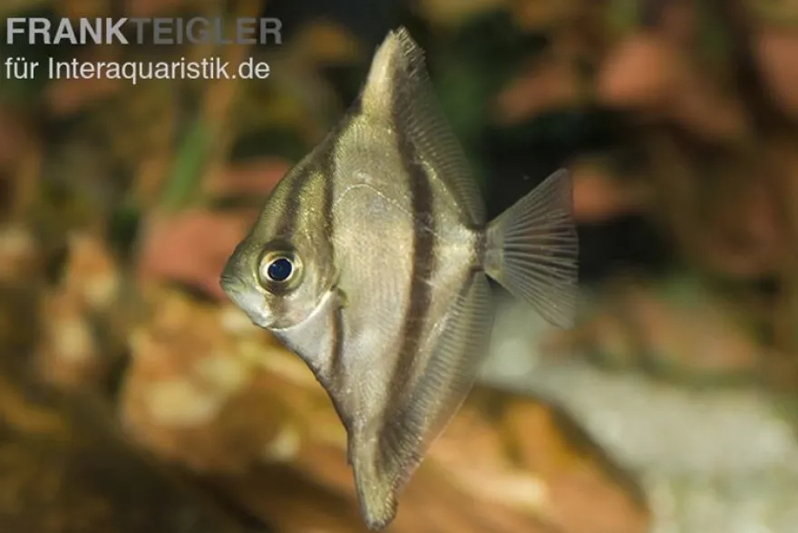 Sebae-Flossenblatt, Monodactylus sebae, 4-5 cm