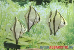 Sebae-Flossenblatt, Monodactylus sebae, 4-5 cm