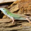 Sechsstreifen-Rennechse, Aspidoscelis sexlineatus