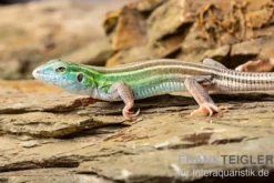 Sechsstreifen-Rennechse, Aspidoscelis sexlineatus