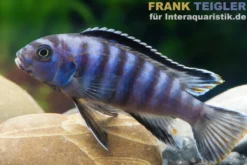 Sechsstreifen-Tilapia, Cynotilapia afra