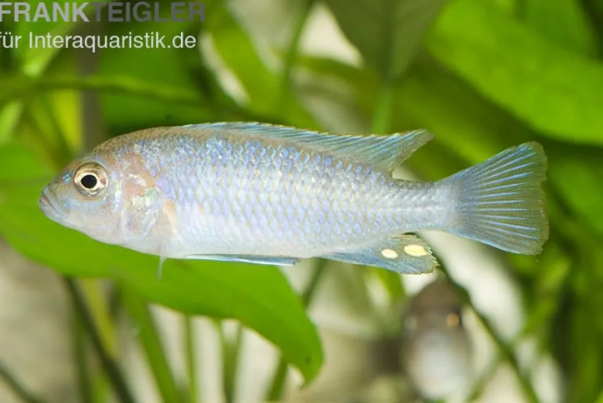 Sechsstreifen-Tilapia, Cynotilapia afra