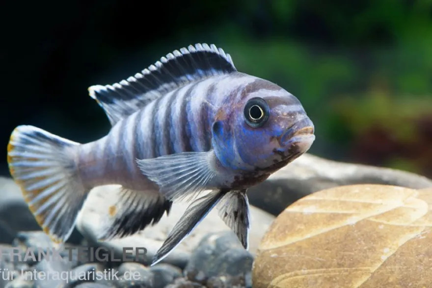 Sechsstreifen-Tilapia, Cynotilapia afra "Jalo Reef", 4-5 cm DNZ