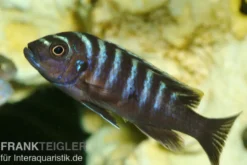 Sechsstreifen-Tilapia, Cynotilapia afra "Jalo Reef", 4-5 cm DNZ