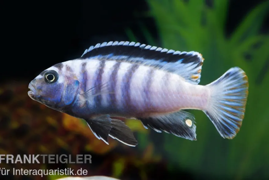 Sechsstreifen-Tilapia, Cynotilapia afra "Jalo Reef", 4-5 cm DNZ