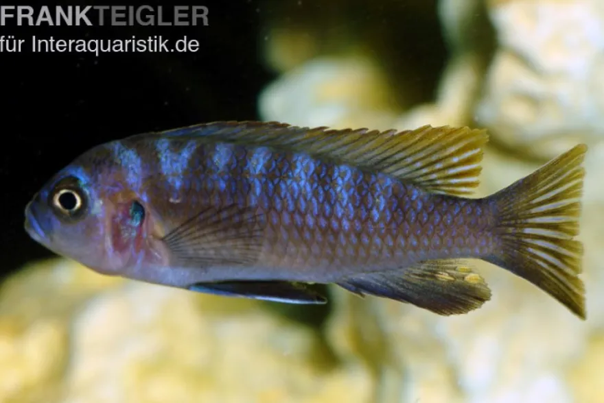Sechsstreifen-Tilapia, Cynotilapia afra "Jalo Reef", 4-5 cm DNZ