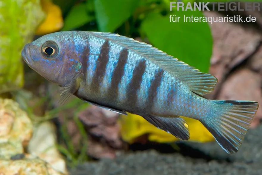 Sechsstreifen-Tilapia, Cynotilapia afra "Jalo Reef", 4-5 cm DNZ