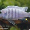 Sechsstreifen-Tilapia Weiß, Cynotilapia afra White, 4-5 cm