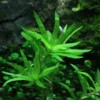 Seegrasblättriges Trugkölbchen, Heteranthera zosterifolia, In Vitro