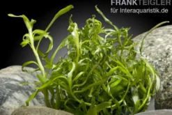 Seegrasblättriges Trugkölbchen, Heteranthera zosterifolia, In Vitro