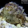 Seehase-Schnecke, Dolabella auricularia