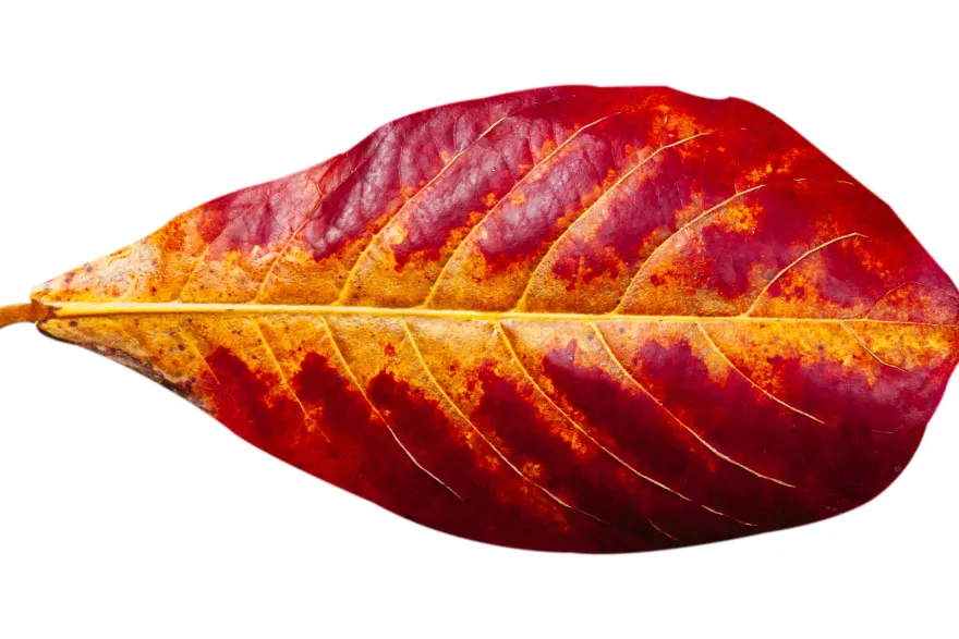 Seemandelbaumblätter, Terminalia catappa, 20 St.
