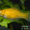 Segelkärpfling gold, Poecilia velifera