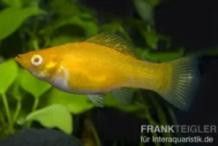 Segelkärpfling gold, Poecilia velifera