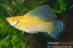 Segelkärpfling gold, Poecilia velifera
