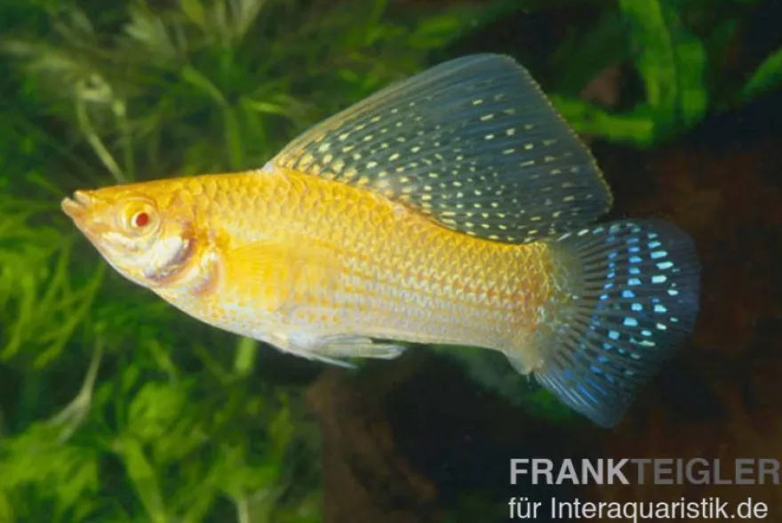 Segelkärpfling gold, Poecilia velifera