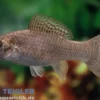 Segelkärpfling Grün, Poecilia velifera, Premium XL