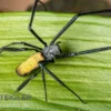 Seidenspinne, Nephila senegalensis