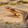 Senegal Mabuya, Trachylepis affinis
