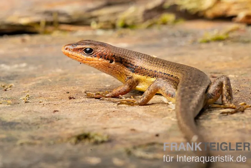 Senegal Mabuya, Trachylepis affinis