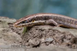 Senegal Mabuya, Trachylepis affinis