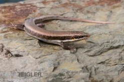Senegal Mabuya, Trachylepis affinis
