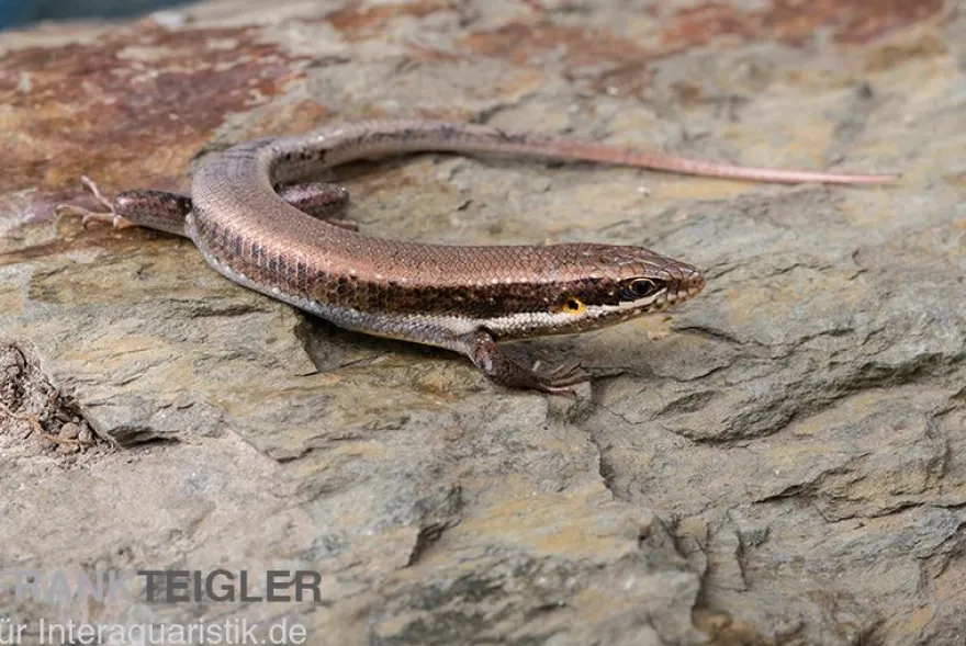 Senegal Mabuya, Trachylepis affinis
