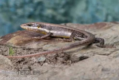 Senegal Mabuya, Trachylepis affinis