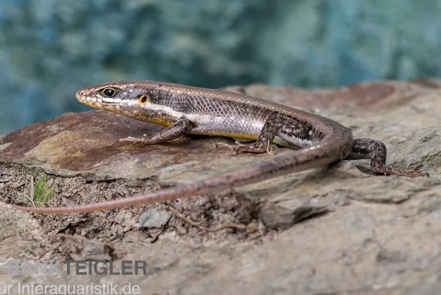 Senegal Mabuya, Trachylepis affinis