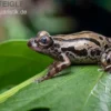 Senegal-Rennfrosch, Kassina senegalensis