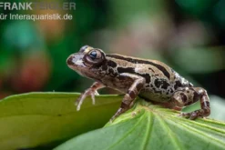 Senegal-Rennfrosch, Kassina senegalensis