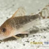 Seuss Panzerwels, Corydoras seussi